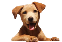 :chien_mignon_: