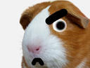 :hamster_enerve: