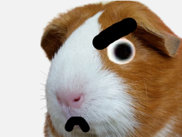 :hamster_enerve: