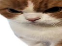 :chatvnr1: