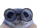:phoque_lunettes: