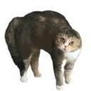 :Peur_chat: