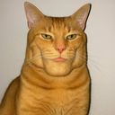 Testicular