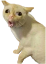 :Chat_vomit: