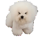 :Chien-vnr: