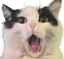 :AAAAAAAAAHHHHHH:
