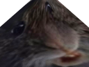 :rat_trisomique: