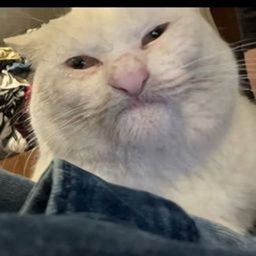 :soniamabrouk2: