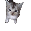 :oupigoupi: