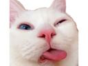 :Chat_beurk_: