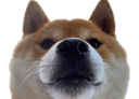 :Chien_ahurin: