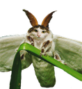 :Chat_mite: