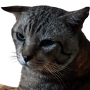 :Chat_triste_thai_1: