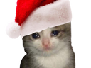 :chaton_noel_pleure:
