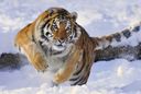 :Tigre_:
