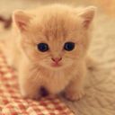 :Chat_copain_bebe: