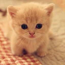 :Chat_copain_bebe: