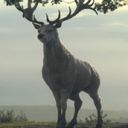 CerfDeter