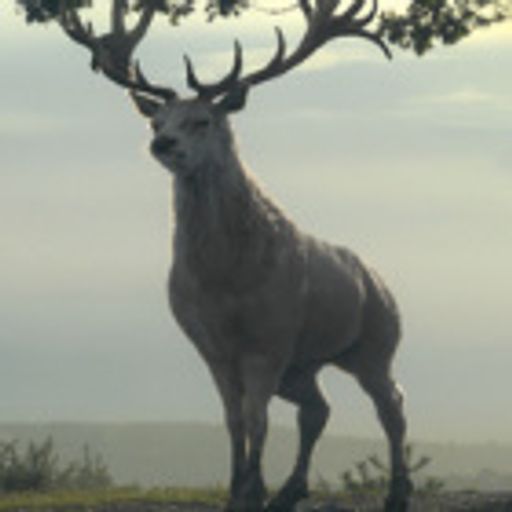 CerfDeter