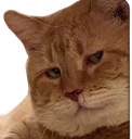 :Chat_seducteur: