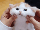 :matou6:
