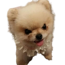 :spitz_vrmt_vnr: