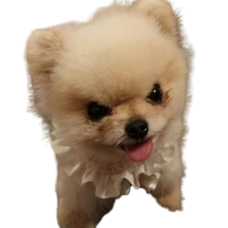 :spitz_vrmt_vnr: