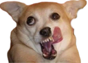 :Chien_CASH: