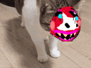 :Chat-vache: