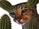 :cactus_chat: