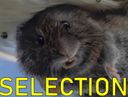 :rat_selection: