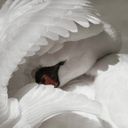 Swan