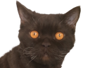 :chat_serieux: