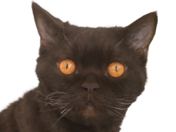 :chat_serieux: