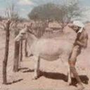 Baiseur2chevre