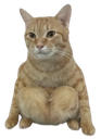 :Spidercat: