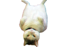 :chat_allonge:
