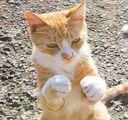 :catdecombat: