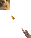 :Chat_friand: