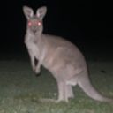 Rajav