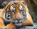 :big_cat: