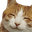 Photo de profil de HappyCat