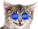 :cat_silly_bleu: