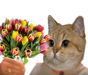 :sodium_fleur: