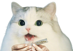 :Cattox: