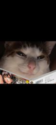 :Chat_manga: