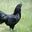Photo de profil de BigBlackCock