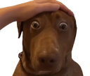 :tedditoutou: