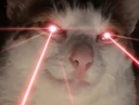 :Homeland_chat: