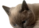 :chat_geant1: